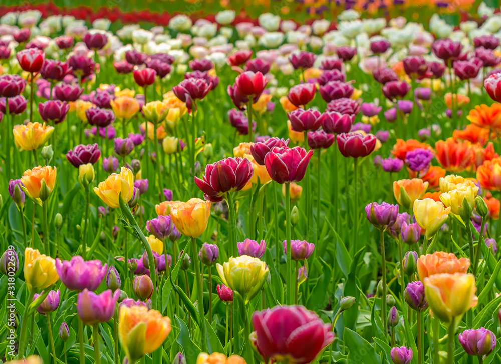 Tulip festival in St. Petersburg in the public Park on Elagin island in may 2019. Tulip festival in St. Petersburg in the public Park on Elagin island in may 2019.