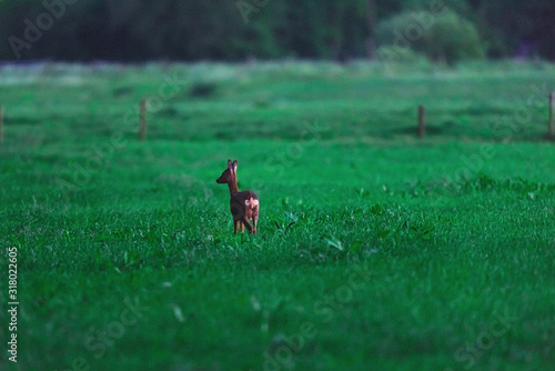 Female roe deer in rural area during twilight.