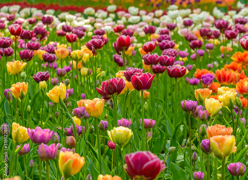 Tulip festival in St. Petersburg in the public Park on Elagin island in may 2019.
