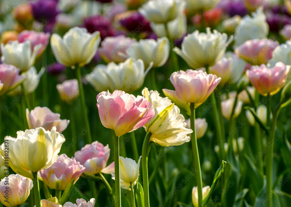 Fototapeta premium Tulip festival in St. Petersburg in the public Park on Elagin island in may 2019.