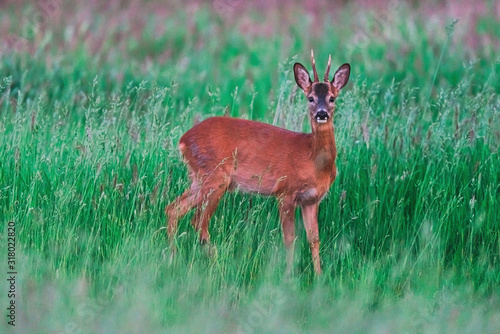 Young roebuck between tall grass in spring.