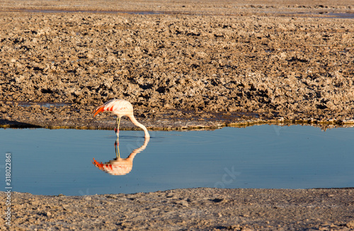 Picture of a red flaming at sunset in Chaxa