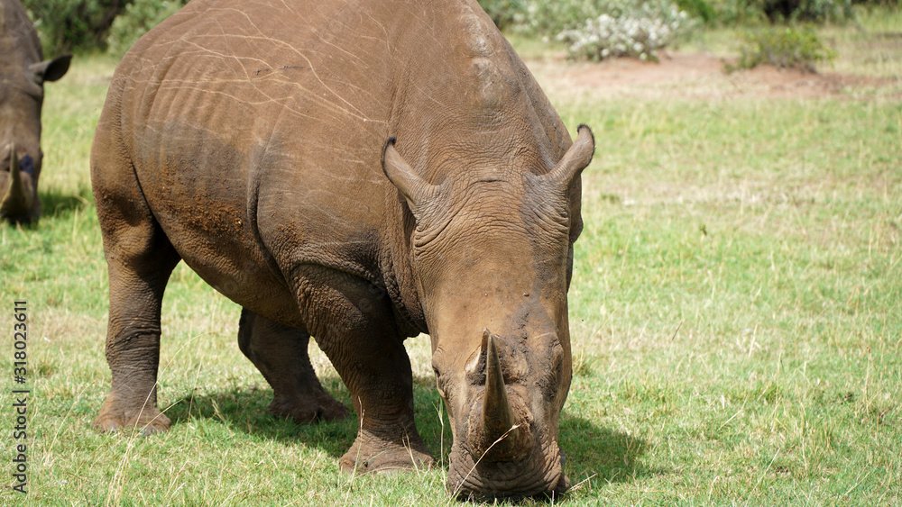 Rhino (Rhinoceros) Standing and Grazing in the African Savannah