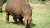 Rhino (Rhinoceros) Standing and Grazing in the African Savannah