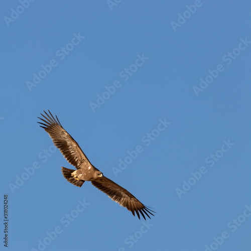    Steppe eagle  Aquila nipalensis  in a typical ecosystem of habitat. The steppe eagle  Aquila nipalensis  is a bird of prey. Like all eagles  it belongs to the family Accipitridae.