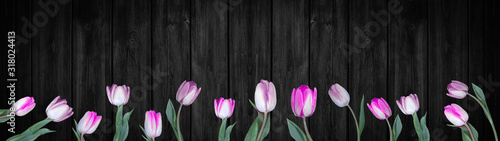 Spring background panorama banner - Pink white tulips isolated on black rustic wooden wall texture