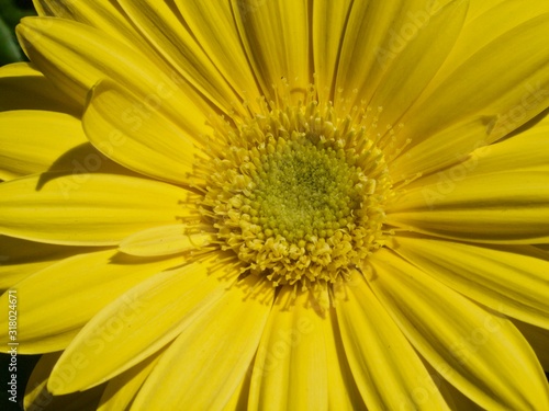 Beautiful macro of a yellow gerbera blossom