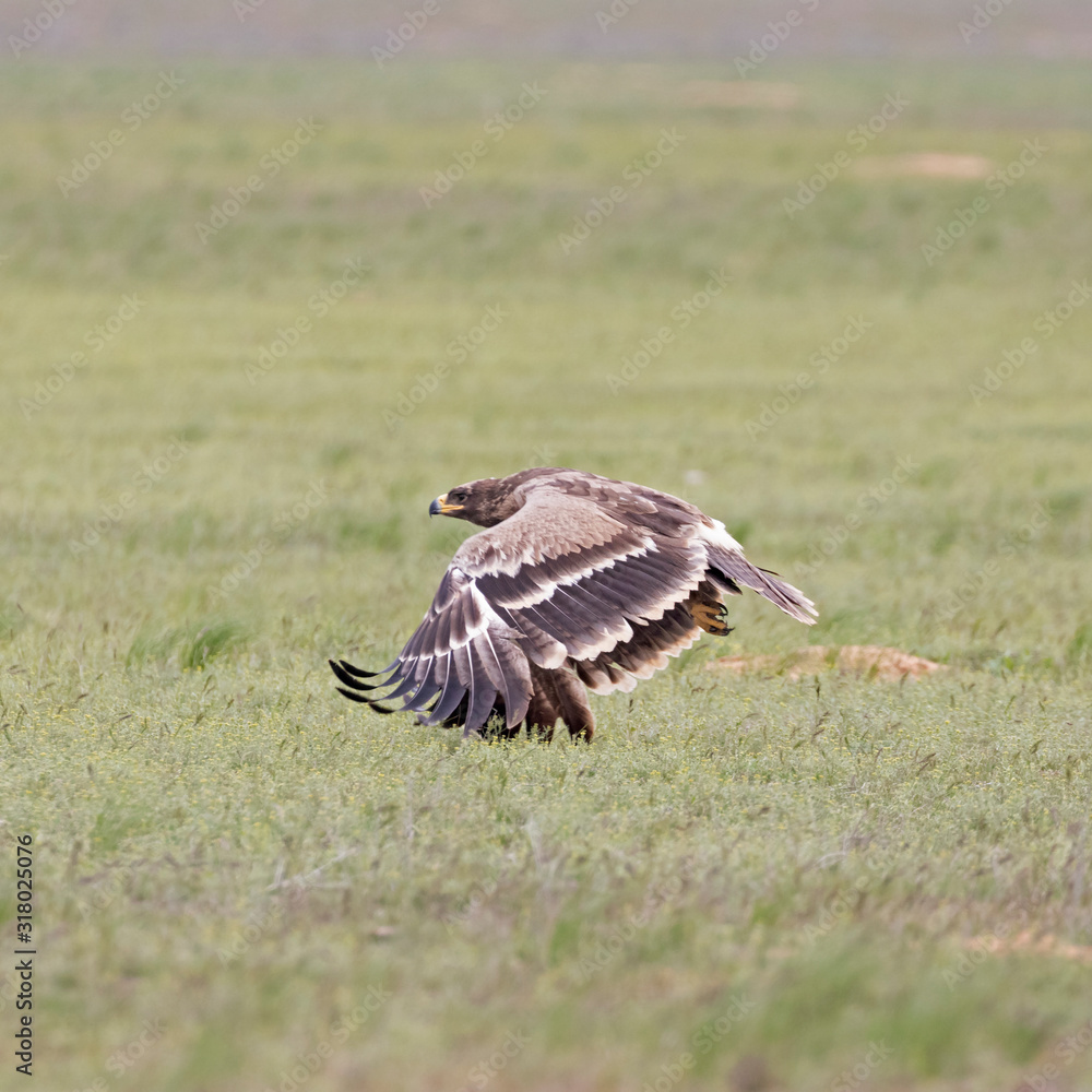 Steppe eagle (Aquila nipalensis) in a typical ecosystem of habitat. The steppe eagle (Aquila nipalensis) is a bird of prey. Like all eagles, it belongs to the family Accipitridae. Steppe eagle (Aquila nipalensis) in a typical ecosystem of habitat. The steppe eagle (Aquila nipalensis) is a bird of prey. Like all eagles, it belongs to the family Accipitridae.