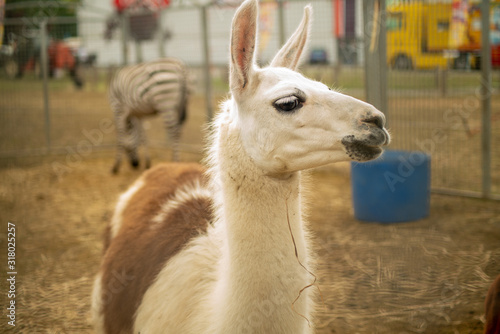  Exchange of eyes with a young llama