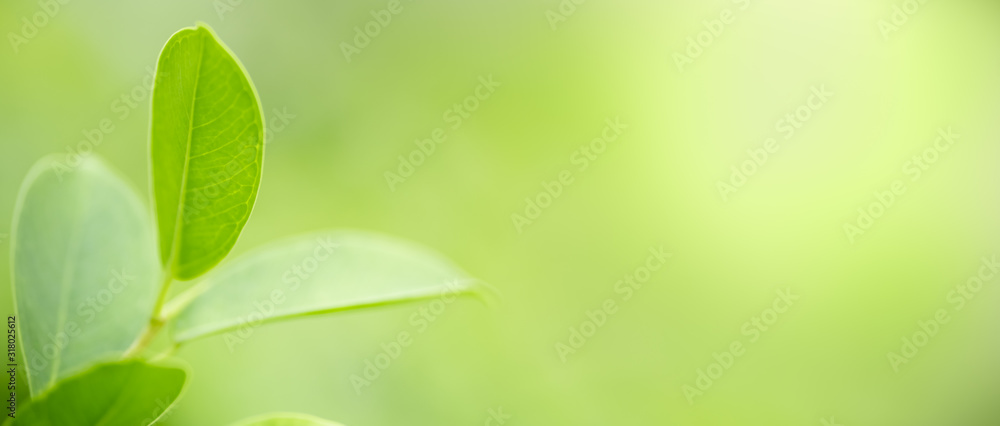 Naklejka premium Close up of nature view green leaf on blurred greenery background under sunlight with bokeh and copy space using as background natural plants landscape, ecology cover concept.