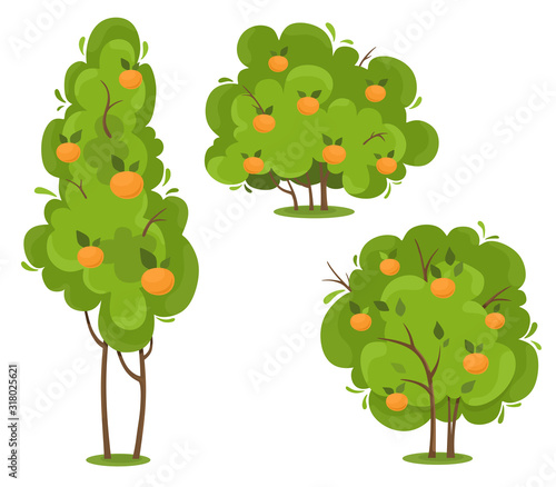 Orange trees set. Vector isolates in cartoon flat style. White background.