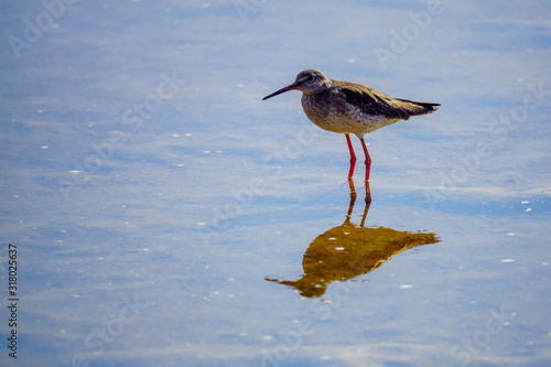 Water rail in the Eilat Ornithological Park photo