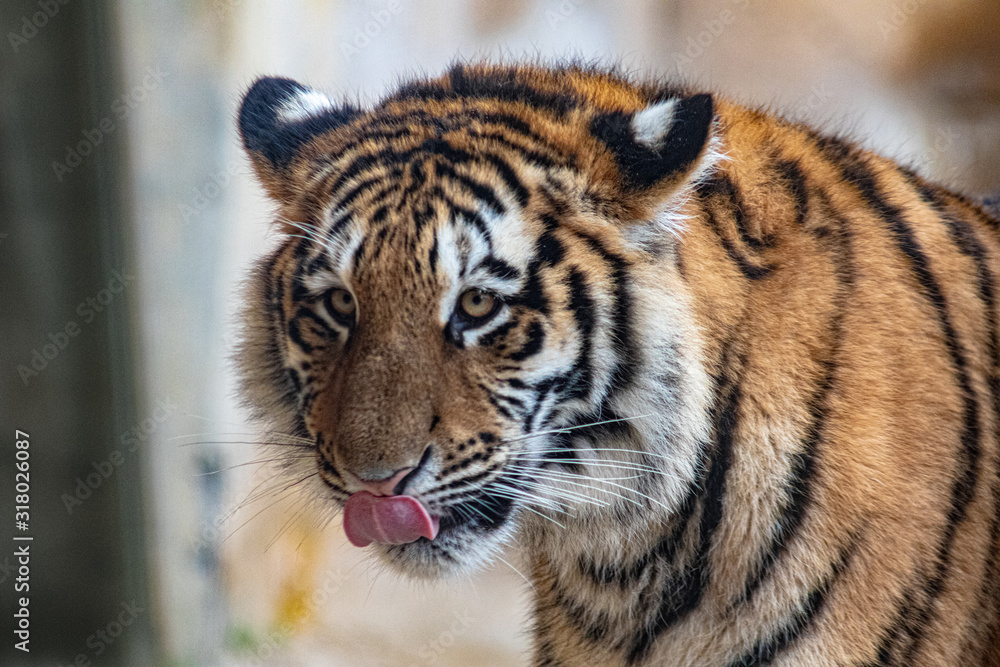 Obraz premium Tiger 2