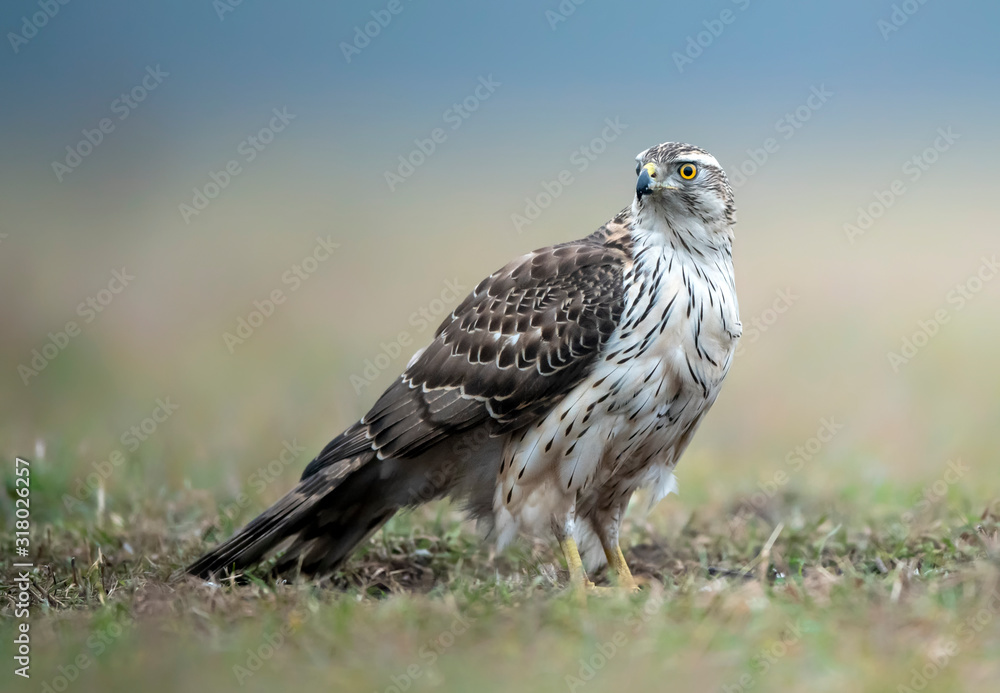 Northern goshawk (Accipiter gentilis) close up Northern goshawk (Accipiter gentilis) close up