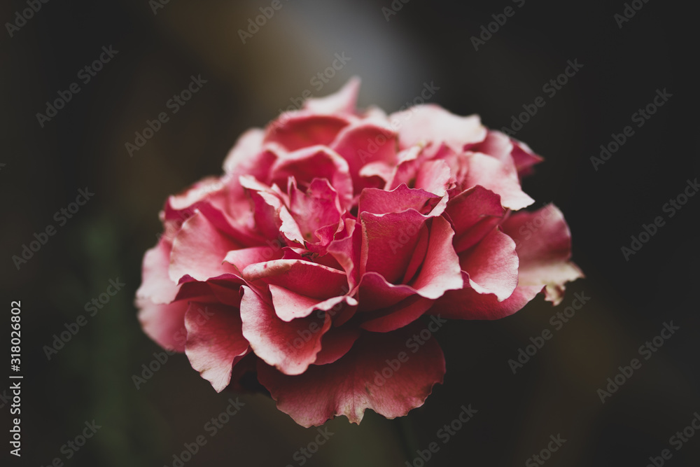 Fototapeta premium Red rose