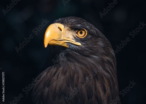 Atmospheric Sea Eagle Portrait © James Arup