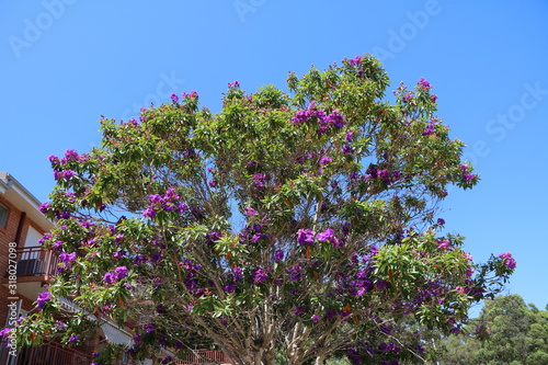 Tibouchina tree in Sydney  Australia