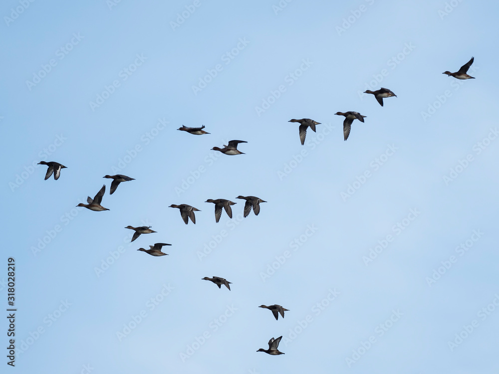  Widgeon (Mareca penelope) in flight during migration. Flock with Wigeon Ducks flying in the sky during migration. flock of wild ducks in the sky. 