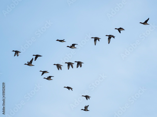  Widgeon (Mareca penelope) in flight during migration. Flock with Wigeon Ducks flying in the sky during migration. flock of wild ducks in the sky.  © ihorhvozdetskiy