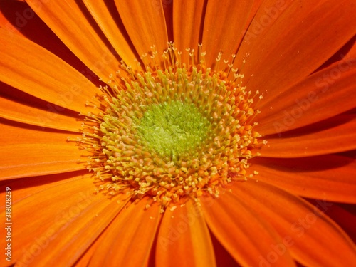 Beautiful macro of a orange gerbera blossom