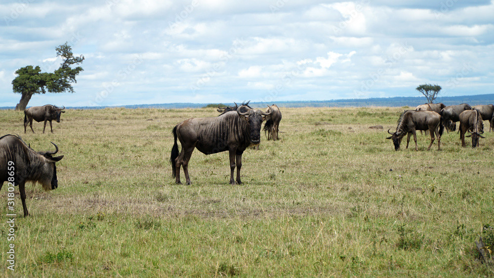 Wildebeest in African Savanna, Kenya