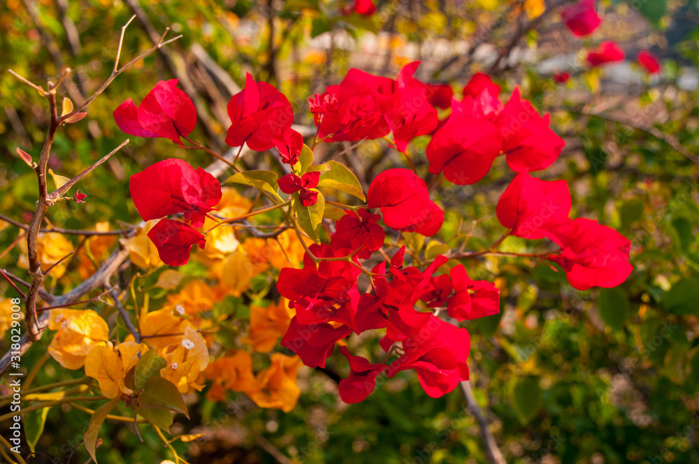 Flowers in Israel