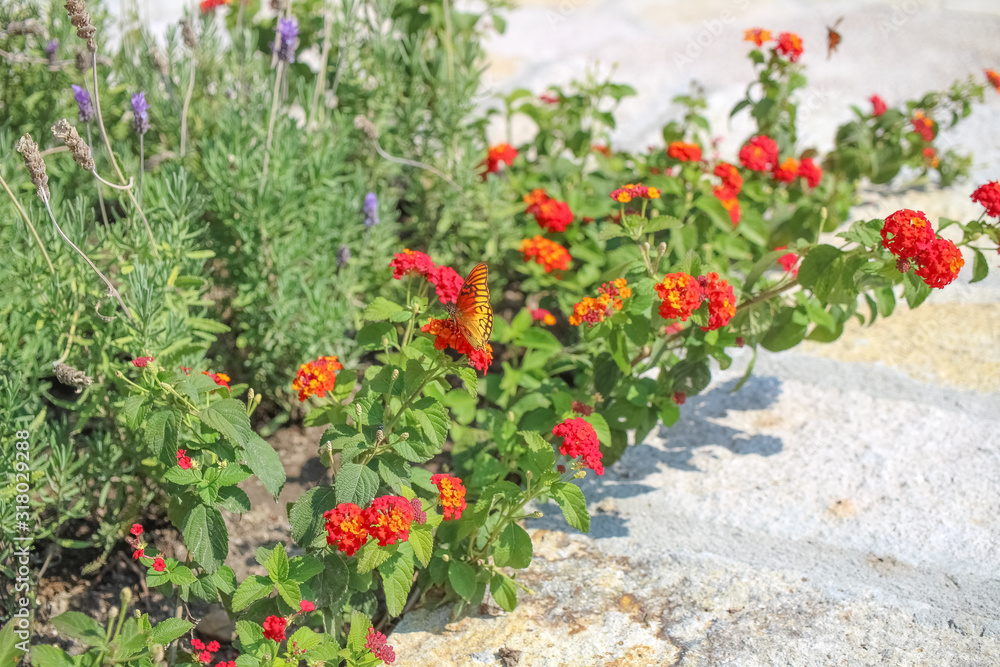 red flowers in the garden