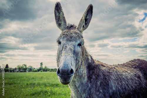 Ane gris dans un pré photo