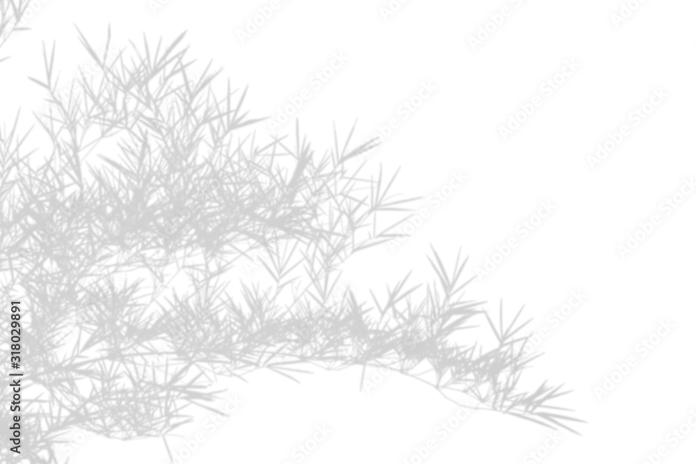 Abstract shadow black white bamboo leaf shadow on white wall Background. Blank copy space. Abstract shadow black white bamboo leaf shadow on white wall Background. Blank copy space.