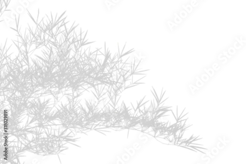 Abstract shadow black white bamboo leaf shadow on white wall Background. Blank copy space.