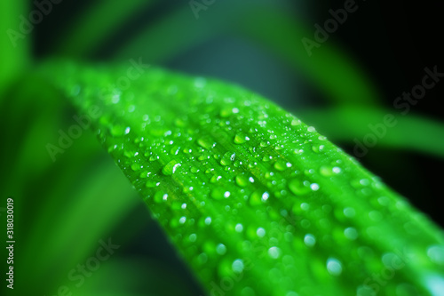 Leaf with a drop of water, macro photo in green shades. The concept of ecology, nature, environment, spring, summer. Copyspace.