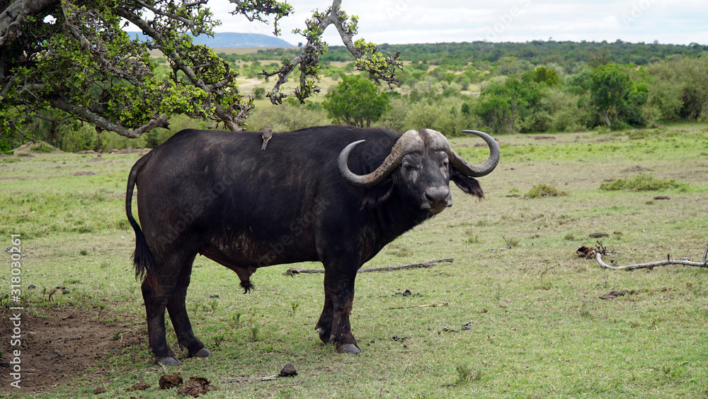 Cape Buffalo one of the African Big Five Cape Buffalo one of the African Big Five