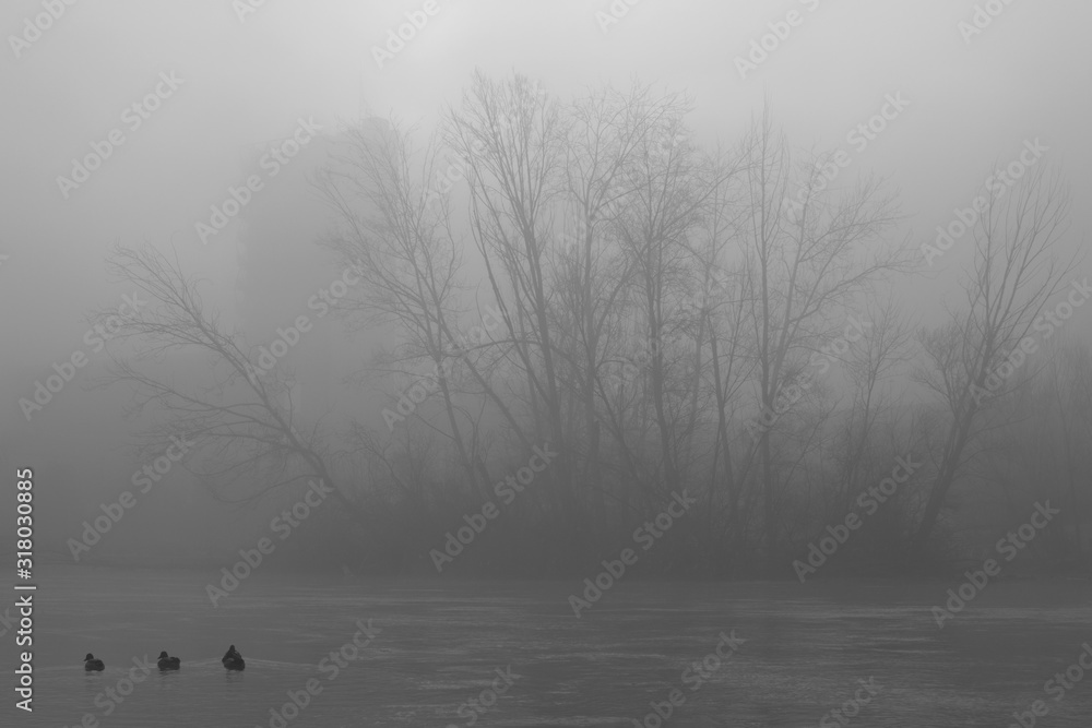 Fototapeta premium Fog and trees