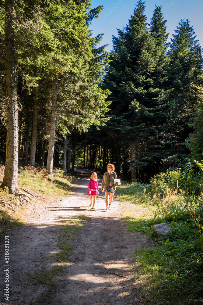 Promenade dans la Forêt de conifères Promenade dans la Forêt de conifères