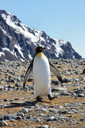 Einzelner Pinguin in Antarktis S  dgeorgien bei Sonnenschein - K  nigspinguin