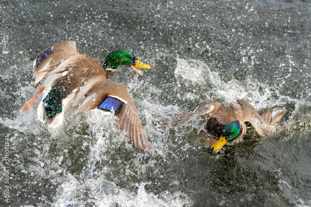 foto-de-two-mallard-ducks-fighting-in-a-pond-there-is-a-lot-of