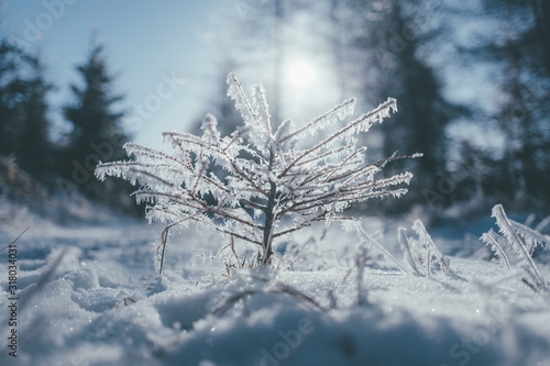 frost on the tree