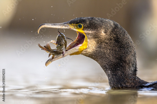 Great cormorant eating Bullhead fish photo