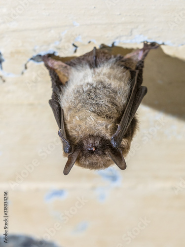 Fototapeta Naklejka Na Ścianę i Meble -  Hibernating whiskered bat