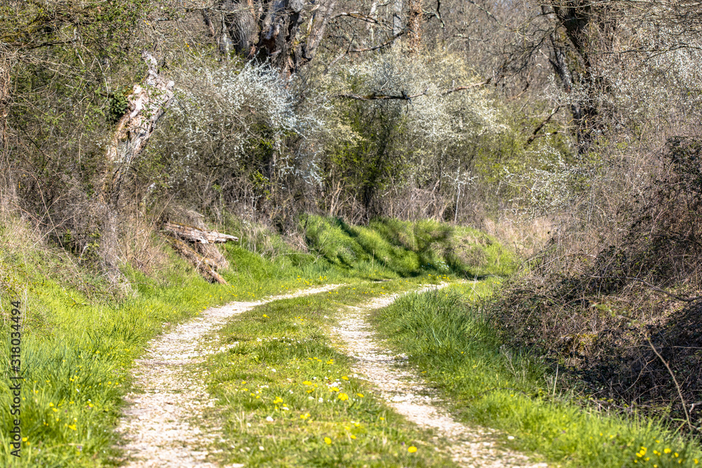 Trees and blossoming bushes along forest track in March Trees and blossoming bushes along forest track in March