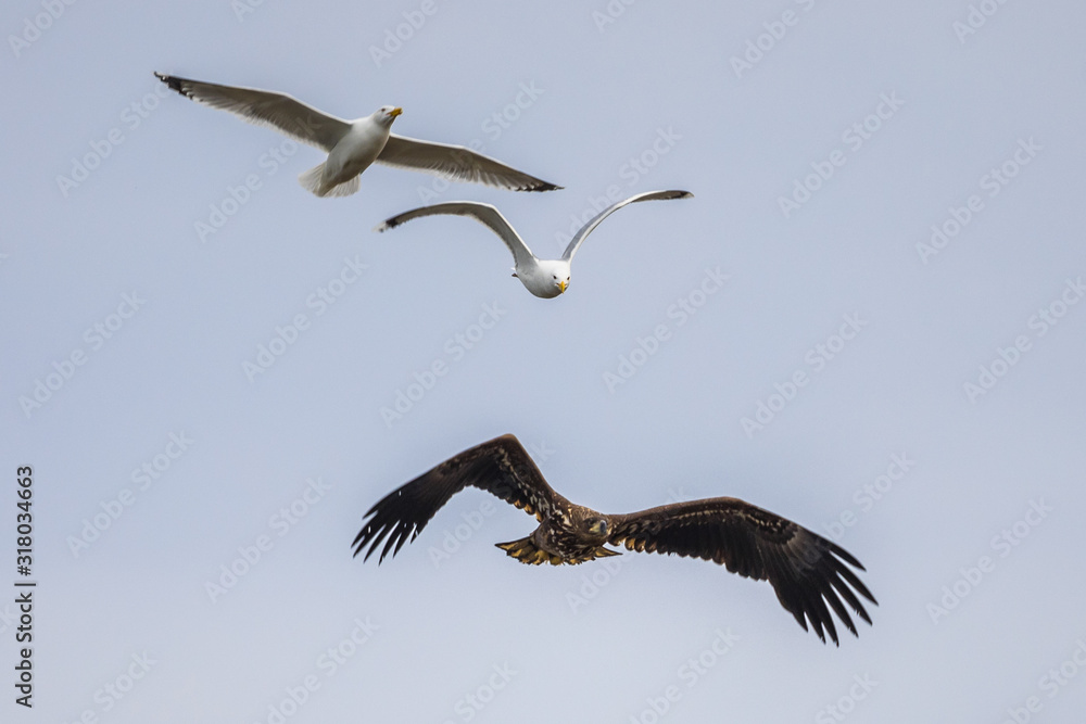 Obraz premium White-tailed eagle chased by gulls