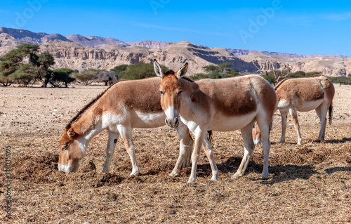 Onager is semi-domesticated donkey inhabits nature reserve parks in the Middle East