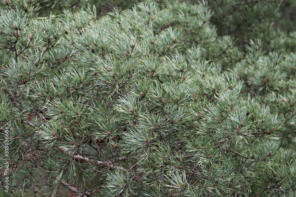 Green needles on pine trees in the forest among the dunes