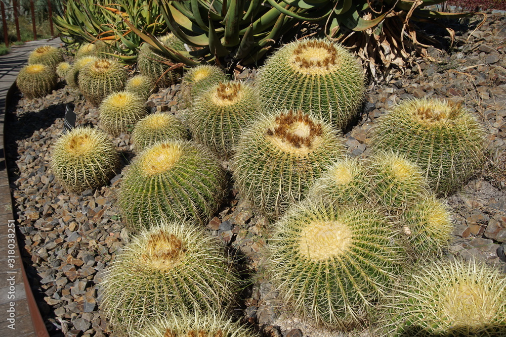 Cactuses in Arid garden area, Royal Botanic Gardens, Melbourne Cactuses in Arid garden area, Royal Botanic Gardens, Melbourne