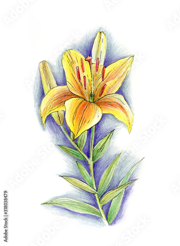 Hand drawn flower of lily
