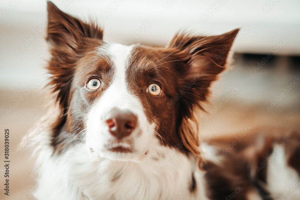 Funny dog portrait border collie. 