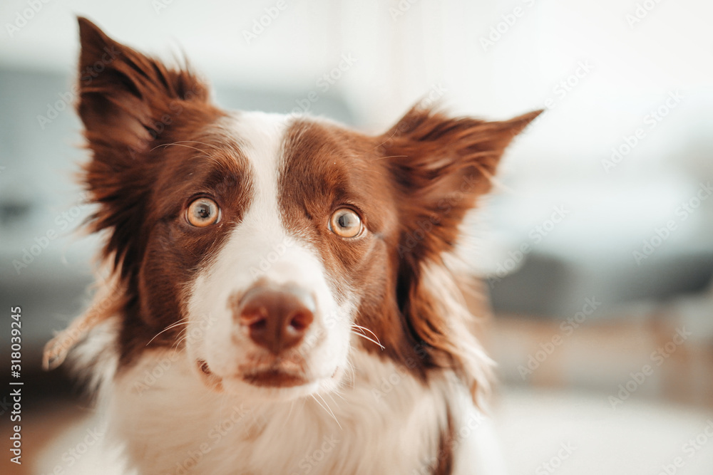 Funny dog portrait border collie. 