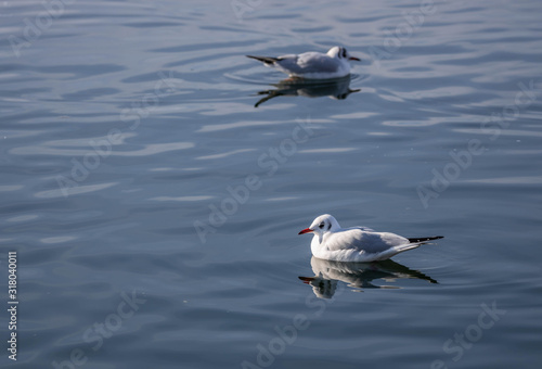 Möven und Vögel am Pfäffikersee © UrbanExplorer