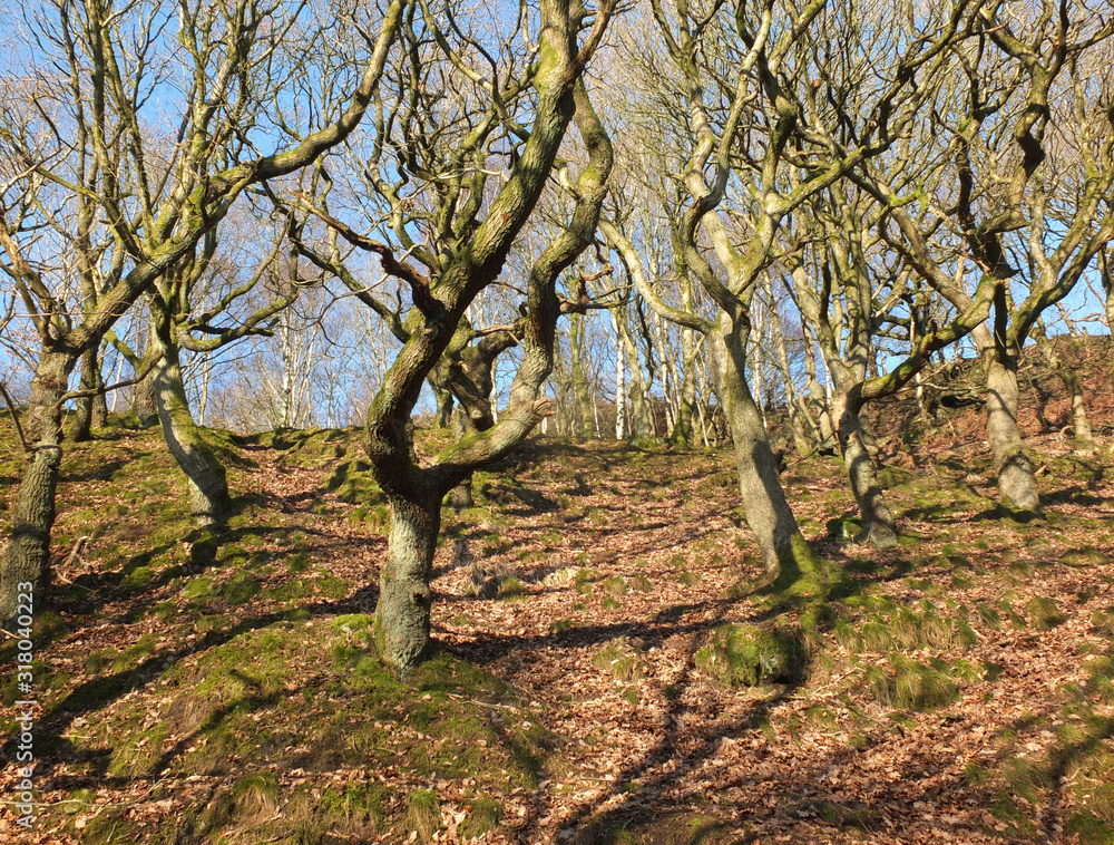 a bright sunlit winter forest on a hillside with twisted trees and branches casting shadows on the ground surrounded by moss covered rocks with bright blue sky a bright sunlit winter forest on a hillside with twisted trees and branches casting shadows on the ground surrounded by moss covered rocks with bright blue sky