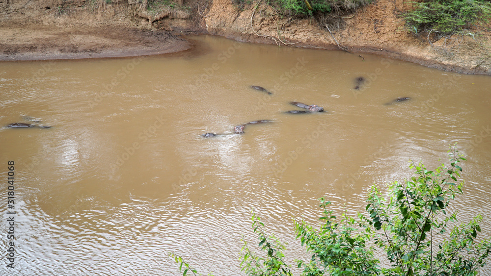 Group of Hippos Swimming in The Water